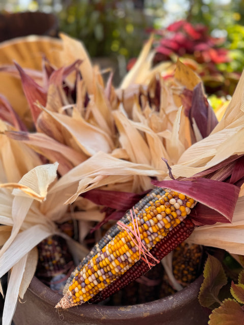 Fiesta Indian Corn - Large 3/bundle