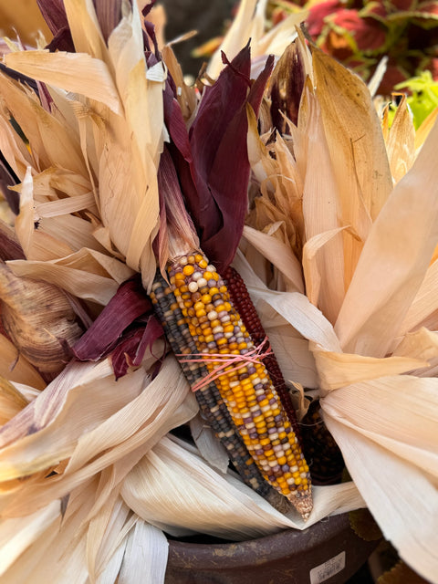 Fiesta Indian Corn - Large 3/bundle