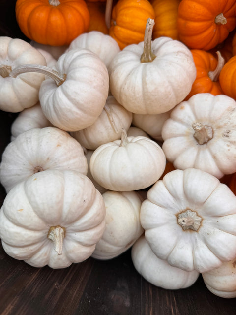 White Mini Pumpkin