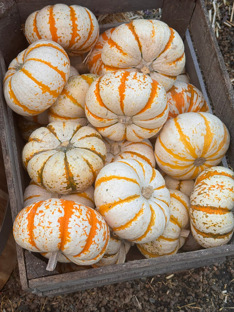Tiger Stripe Mini Pumpkin