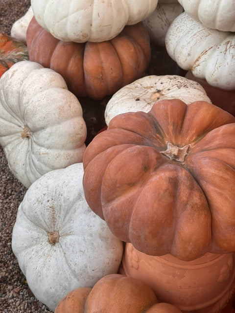 Fall Fantasy Pumpkin Assorted