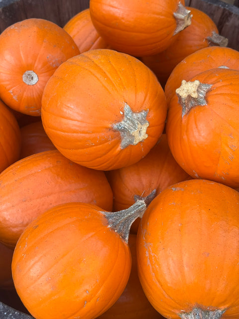 Orange Pie Pumpkin