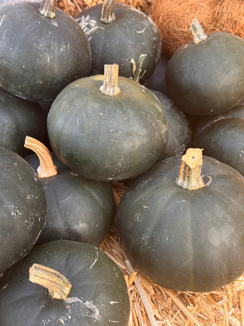 Lil Twilight Pumpkins