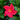Sundenia® Coral Mandevilla