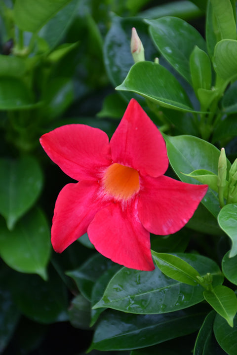 Sundenia® Coral Mandevilla