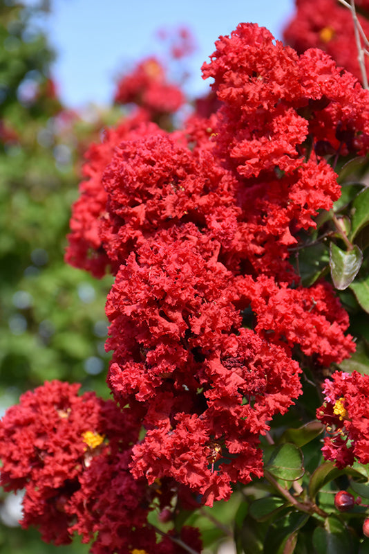Dynamite Crapemyrtle