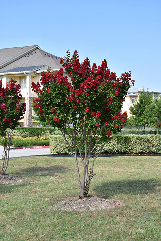Dynamite Crapemyrtle - Thumbnail 2