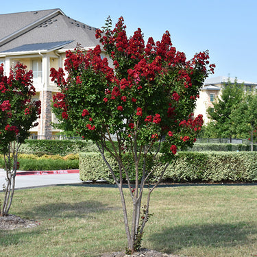 Dynamite® Crapemyrtle
