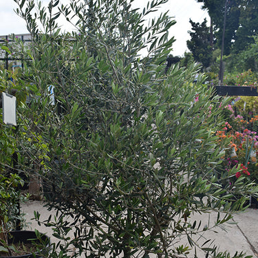 Wilson Fruitless Olive
