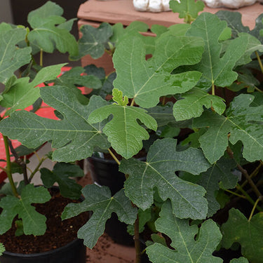 Fignomenal Dwarf Fig