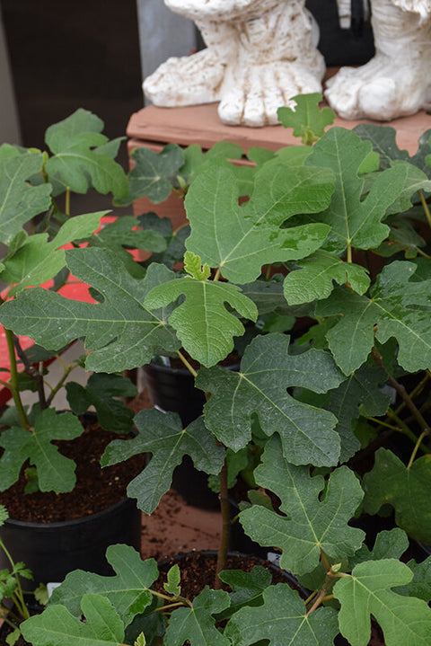 Fignomenal Dwarf Fig