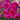 Light Years Away Rose