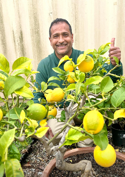 (Pre-Registration) Make & Take Class: Mini Bonsai Lemon Tree @ San Juan Capistrano