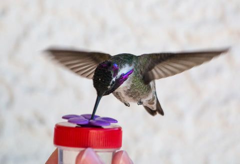 Wildflower Hummingbird Nectar Dot