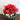 Poinsettia Red Color Bowl