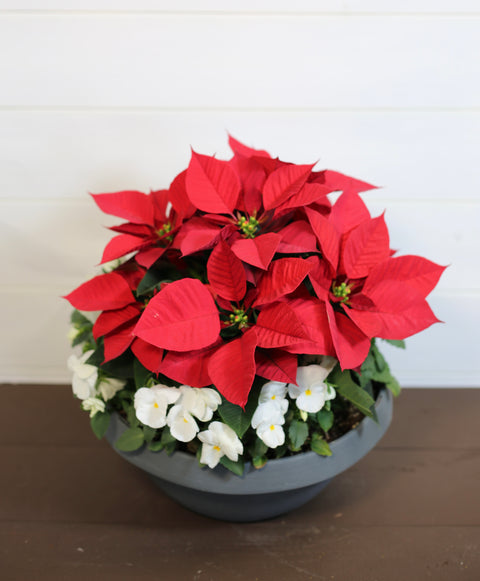 Poinsettia Red Color Bowl