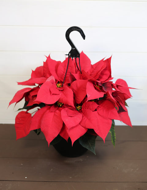 Poinsettia Hanging Basket Red
