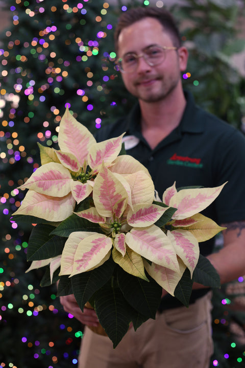 Poinsettia  Marble