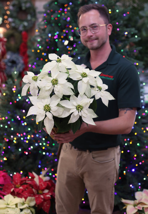Poinsettia Princettia Pure  White