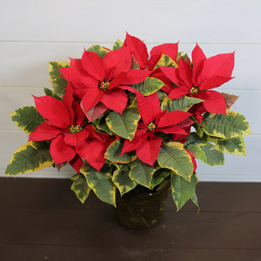 Poinsettia Tapestry