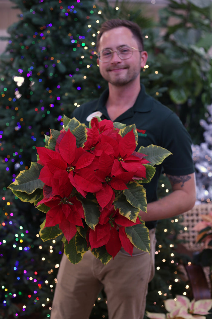Poinsettia Tapestry