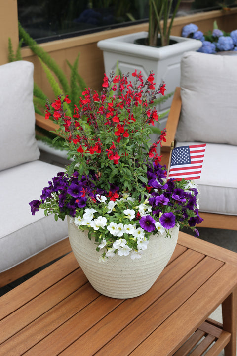 Angelonia & Calibrachoa Patriotic Combo Planter