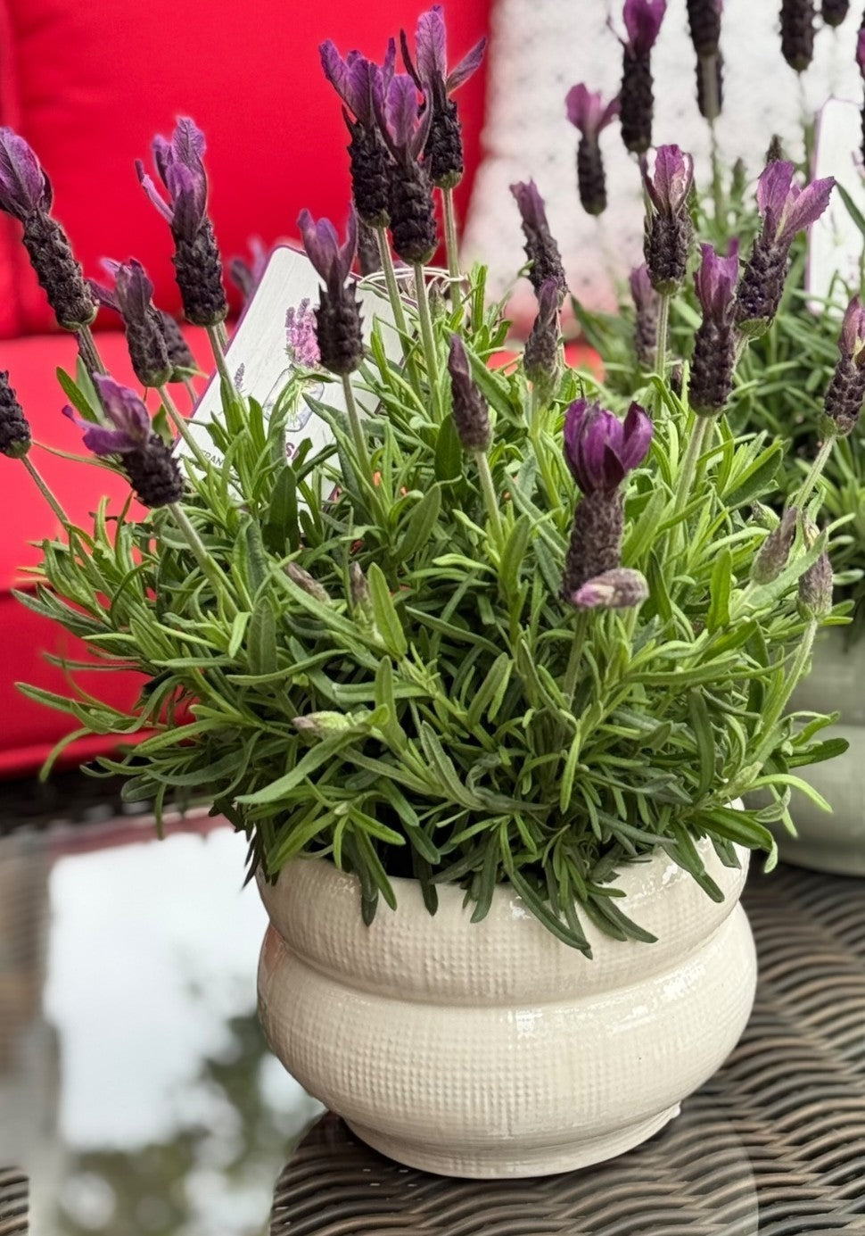 Lavandula Primavera - Thumbnail 4