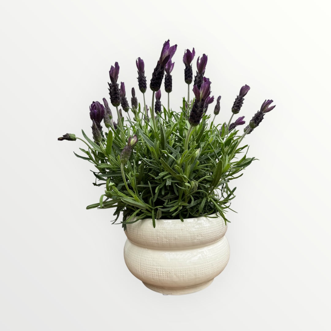 Lavandula Primavera