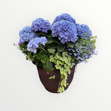 Hydrangea Blue, Argeratum, Lobelia, Glechoma Combo Planter