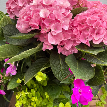 Hydrangea Pink, Sunpatiens, Lysimachia Combo Planter