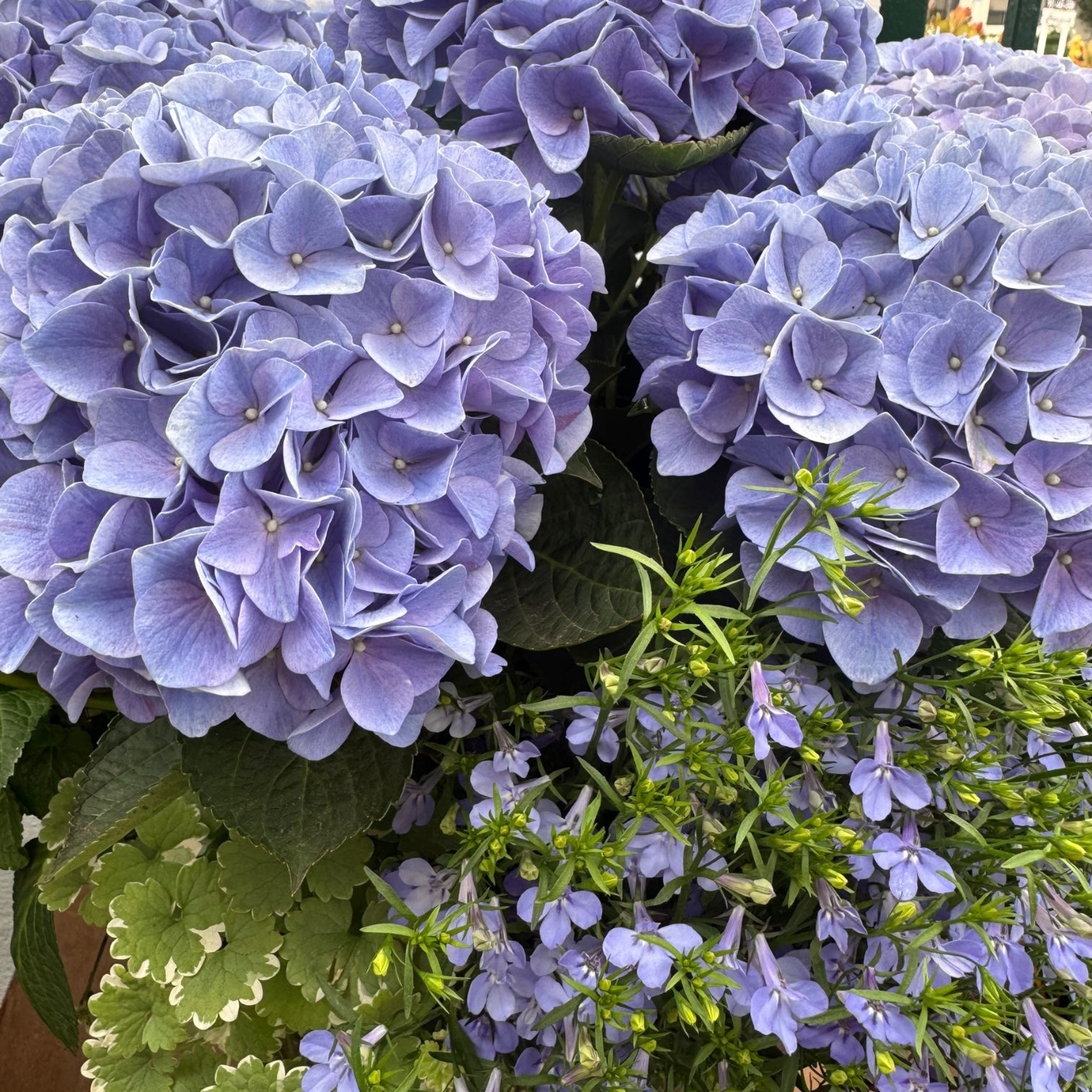 Hydrangea Blue, Argeratum, Lobelia, Glechoma Combo Planter - Thumbnail 3
