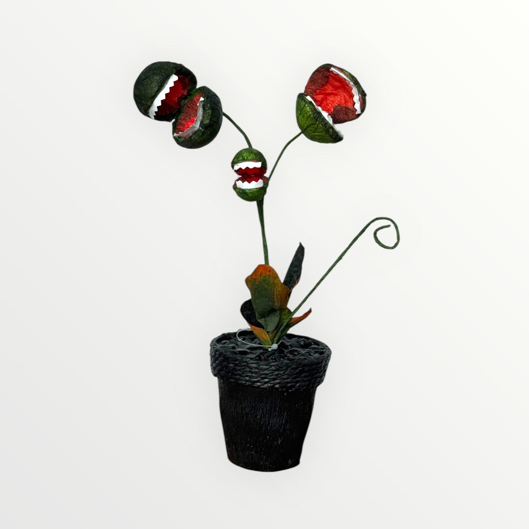 Potted Paper Piranha Plant – Armstrong Garden Centers