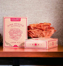 Pink Oyster Mushroom Kit