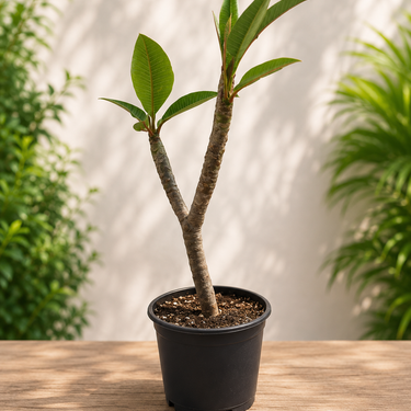 Plumeria 'Red Bordeaux'