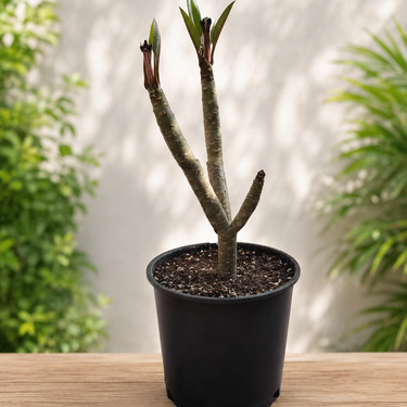 Plumeria 'Red Starfish'