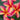 Plumeria 'Intense Rainbow'