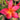 Plumeria 'Jean Moragne'
