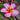Plumeria 'Mabella'