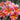 Plumeria 'Mardi Gras'