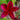 Plumeria 'Pop's Red'