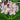 Plumeria 'Purple Shell'