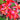 Plumeria 'Red Starfish'