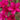 Plumeria 'Volcan'