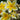 Plumeria 'Yellow Gold'