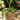 (Pre-Registration) Make & Take: Plant Your Paradise Plumeria Potting Workshop