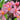 #preferred-color_pink