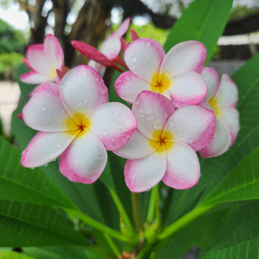 (Pre-Registration) Make & Take: Plant Your Paradise Plumeria Potting Workshop