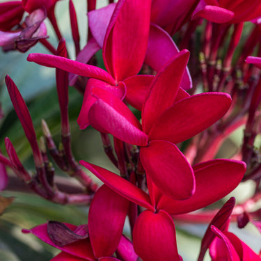 #preferred-color_red