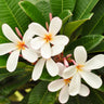 #preferred-color_white