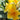 Plumeria 'Lluvia de Oro'